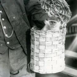 A keeper holds an Old World Monkey in a hamper, London Zoo, December 1922